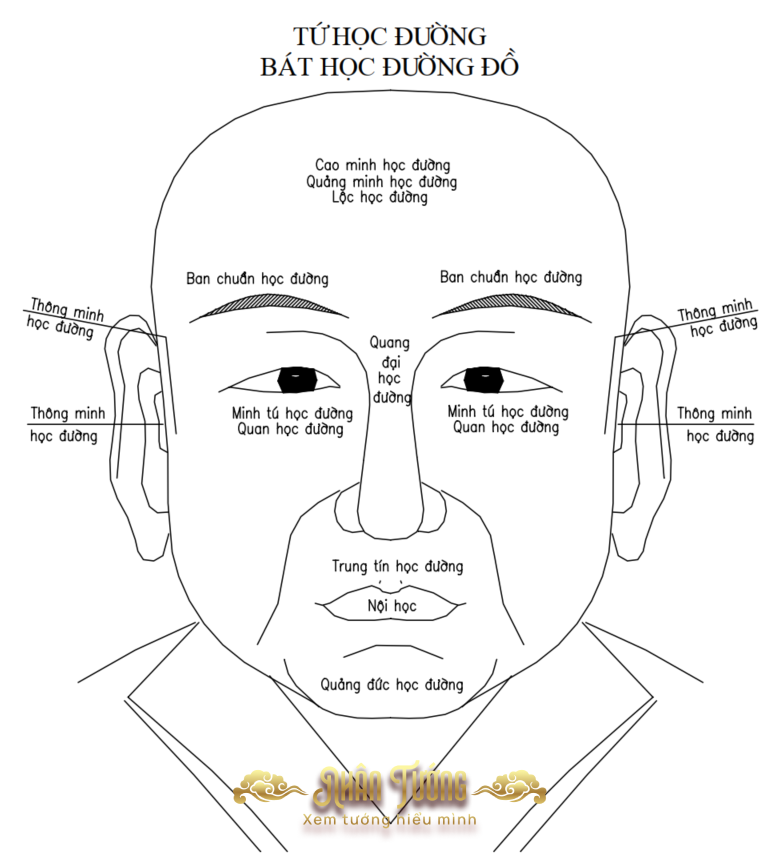 Tứ Học Đường – Bát Học Đường trong Nhân tướng học