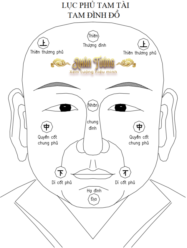 Lục Phủ Trong Nhân Tướng Học – Bí Quyết Giải Mã Tài Vận Và Nội Lực Con Người