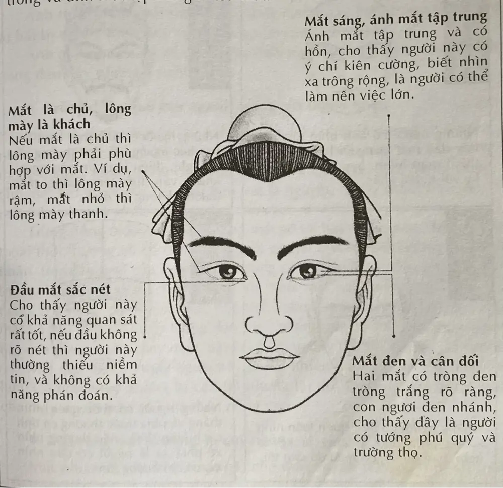 Ví dụ nét mũi và lông mày dùng để luận tướng: nhân tướng học có đúng không khi áp dụng