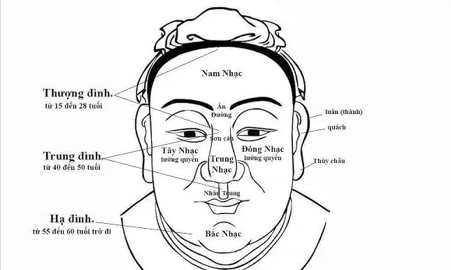 Vị trí tam đình hiển thị thượng đình trung đình hạ đình trên khuôn mặt