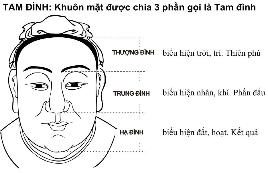 Khuôn mặt được chia tam đình rõ ràng thượng trung hạ đình trong nhân tướng học