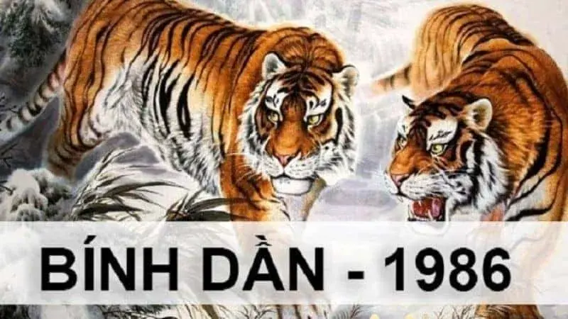 Tử vi 1986 và 1998 tuổi Dần: Phân tích số mệnh giàu hay khổ theo nhân tướng