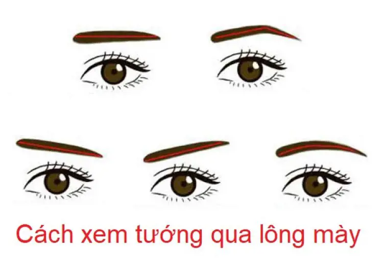 Tướng lông mày trong nhân tướng học: Các dáng lông mày và ý nghĩa vận mệnh